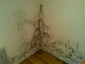 Mildew in a building