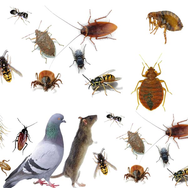 No Rodents, Bugs, or Birds can Nest in your pole barn